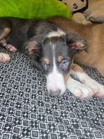 Lindt - ready now tricolor blue slate, a female Border Collie for sale in Fenton, MI – 3 of 5