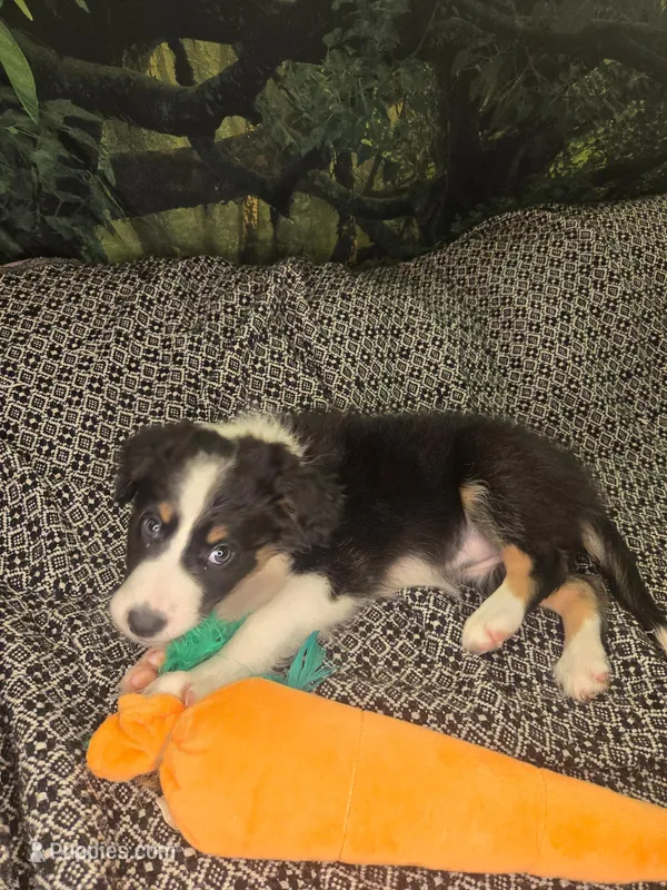 Tootsie - black and white tricolor – Border Collie puppy for sale in Fenton, MI