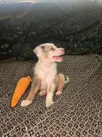 Twizzler - ready now! lilac tricolor merle, a male Border Collie for sale in Fenton, MI – 4 of 9