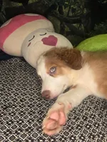 Marshmallow - ready now, a male Border Collie for sale in Fenton, MI – 2 of 3