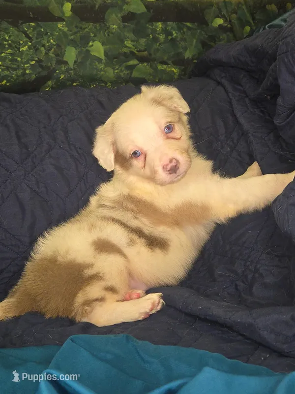 Skittles -  lilac merle – Border Collie puppy for sale in Fenton, MI
