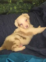 Skittles -  lilac merle, a female Border Collie for sale in Fenton, MI – 1 of 10