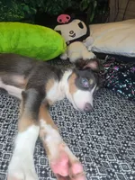 Lindt - ready now tricolor blue slate, a female Border Collie for sale in Fenton, MI – 5 of 5