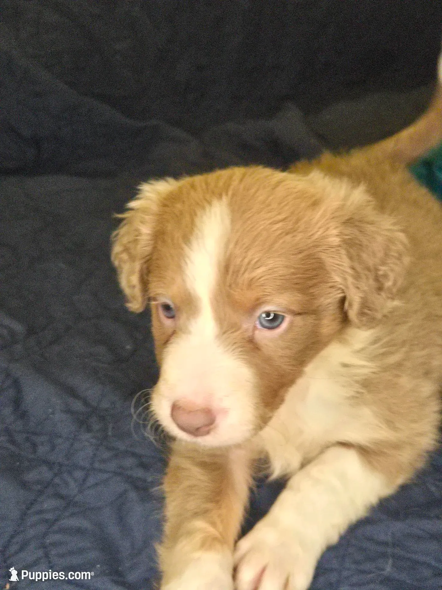 Starburst, a female Border Collie for sale in Fenton, MI – 5 of 5