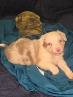 Skittles -  lilac merle, a female Border Collie for sale in Fenton, MI – 7 of 10