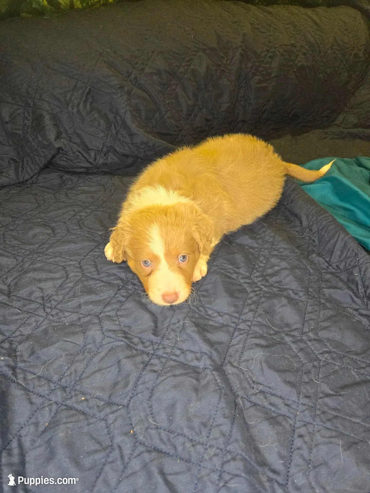 Starburst, a female Border Collie for sale in Fenton, MI – 4 of 5
