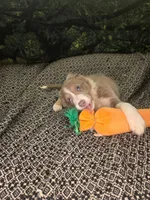 Starburst - lilac tricolor, a female Border Collie for sale in Fenton, MI – 3 of 8