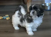 Dottie, a female Shih Tzu for sale in Granger, IN – 1 of 1