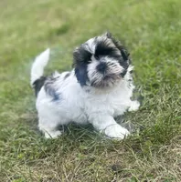 HAPPY JACK, a male Shih Tzu for sale in Granger, IN – 2 of 6
