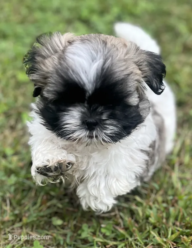 LIL DRODU – Shih Tzu puppy for sale in Granger, IN