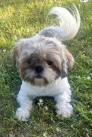 GROGU, a male Shih Tzu for sale in Granger, IN – 3 of 4