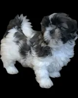 Dottie, a female Shih Tzu for sale in Granger, IN – 2 of 3