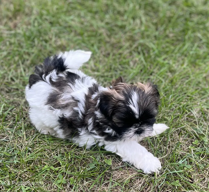 DOTTIE – Shih Tzu puppy for sale in Granger, IN