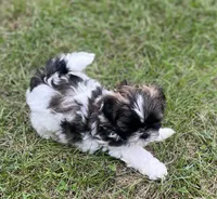 DOTTIE, a female Shih Tzu for sale in Granger, IN – 1 of 4