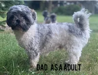 RASCAL, a male Shih Tzu for sale in Granger, IN – 4 of 4