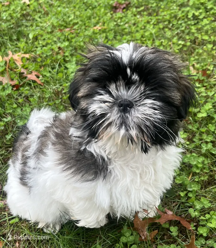 Dottie – Shih Tzu puppy for sale in Granger, IN