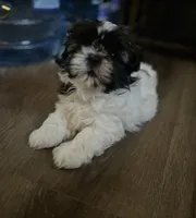 DOTTIE, a female Shih Tzu for sale in Granger, IN – 4 of 4