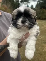 GROGU, a male Shih Tzu for sale in Granger, IN – 2 of 5