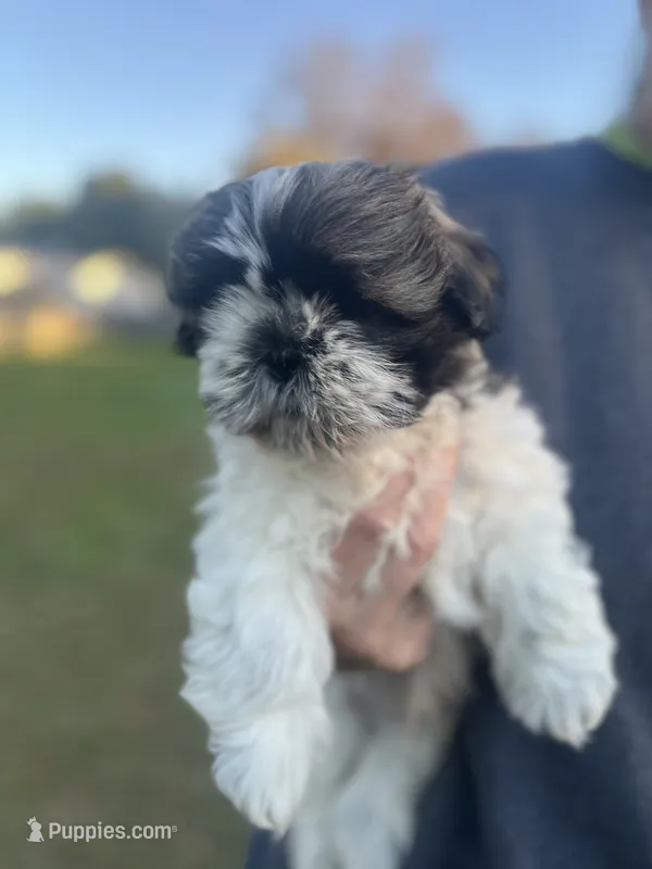 HAPPY JACK – Shih Tzu puppy for sale in Granger, IN