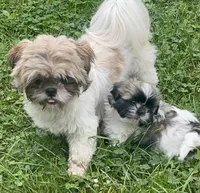 LIL DRODU, a male Shih Tzu for sale in Granger, IN – 3 of 3
