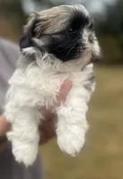 GROGU, a male Shih Tzu for sale in Osceola, IN – 2 of 2