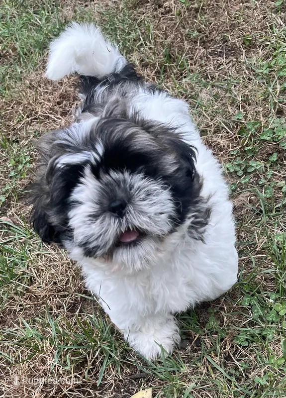 HAPPYJACK – Shih Tzu puppy for sale in Granger, IN