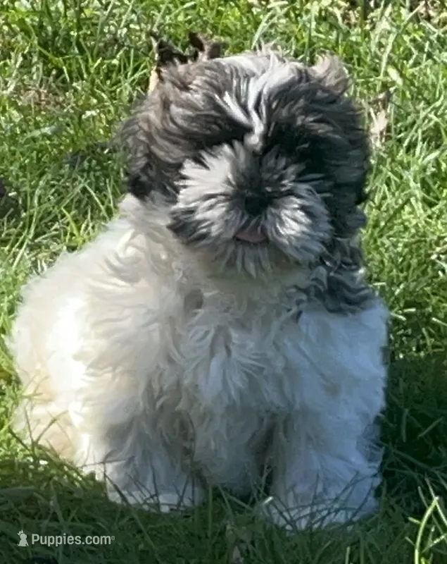 HAPPY JACK – Shih Tzu puppy for sale in Granger, IN