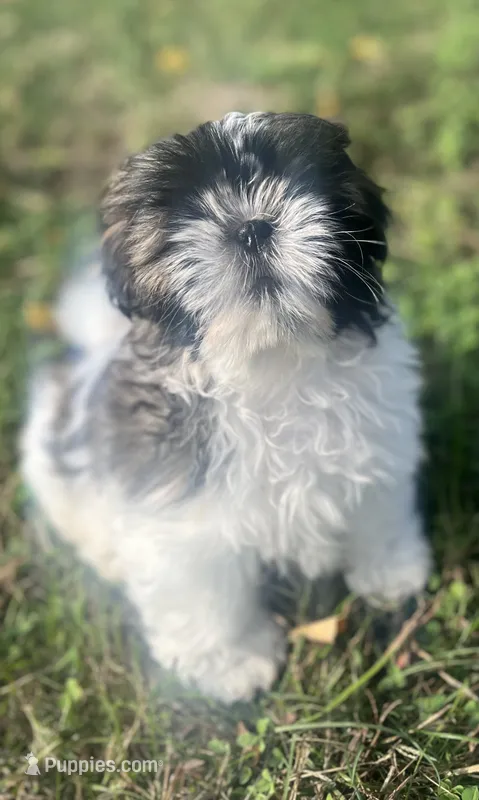 Dottie – Shih Tzu puppy for sale in Granger, IN