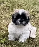 RASCAL, a male Shih Tzu for sale in Granger, IN – 2 of 4