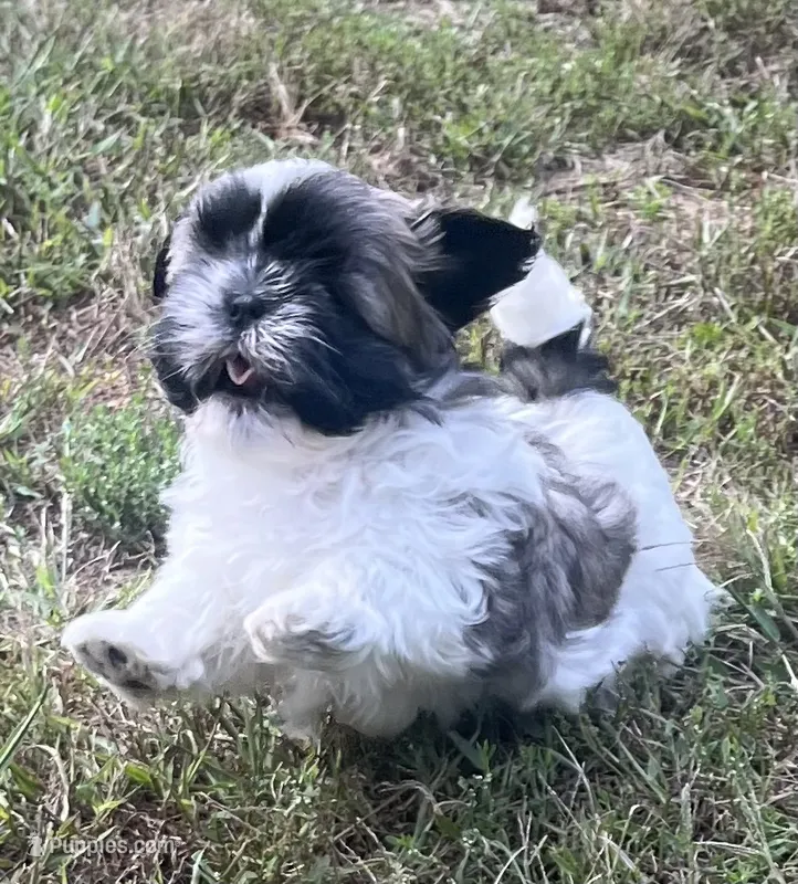 Grogu – Shih Tzu puppy for sale in Granger, IN