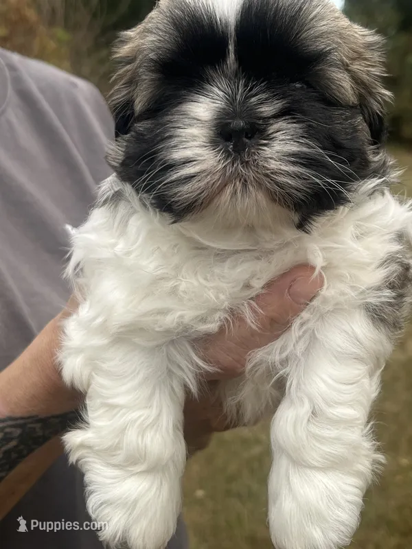 GROGU – Shih Tzu puppy for sale in Osceola, IN