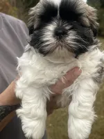 GROGU, a male Shih Tzu for sale in Osceola, IN – 1 of 2