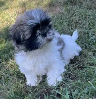 Rascal, a male Shih Tzu for sale in Granger, IN – 2 of 2