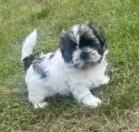 HAPPY JACK, a male Shih Tzu for sale in Granger, IN – 4 of 6