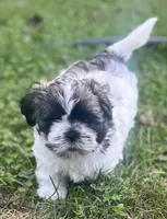 HAPPY JACK, a male Shih Tzu for sale in Granger, IN – 3 of 6