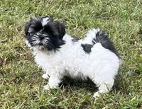 Dottie, a female Shih Tzu for sale in Granger, IN – 2 of 2