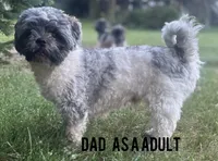 GROGU, a male Shih Tzu for sale in Granger, IN – 5 of 5