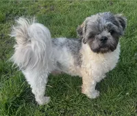Grogu, a male Shih Tzu for sale in Granger, IN – 3 of 4