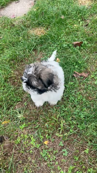 HAPPYJACK, a male Shih Tzu for sale in Granger, IN – 3 of 3