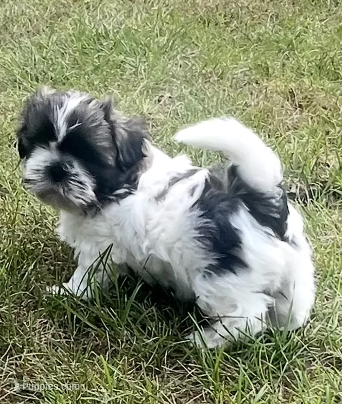 HAPPY JACK – Shih Tzu puppy for sale in Granger, IN