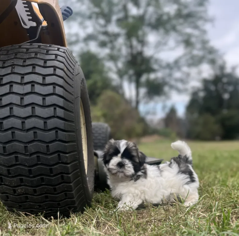HAPPY JACK – Shih Tzu puppy for sale in Granger, IN