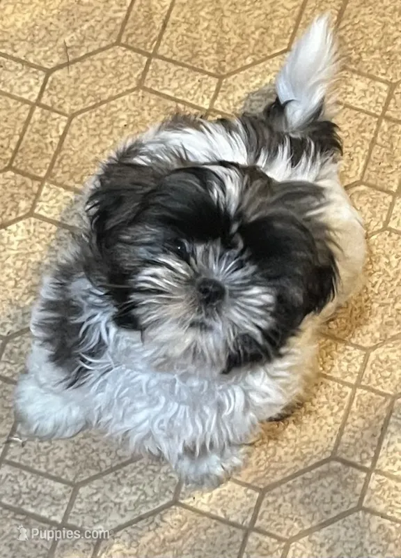 Dottie – Shih Tzu puppy for sale in Granger, IN