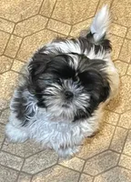 Dottie, a female Shih Tzu for sale in Granger, IN – 1 of 3