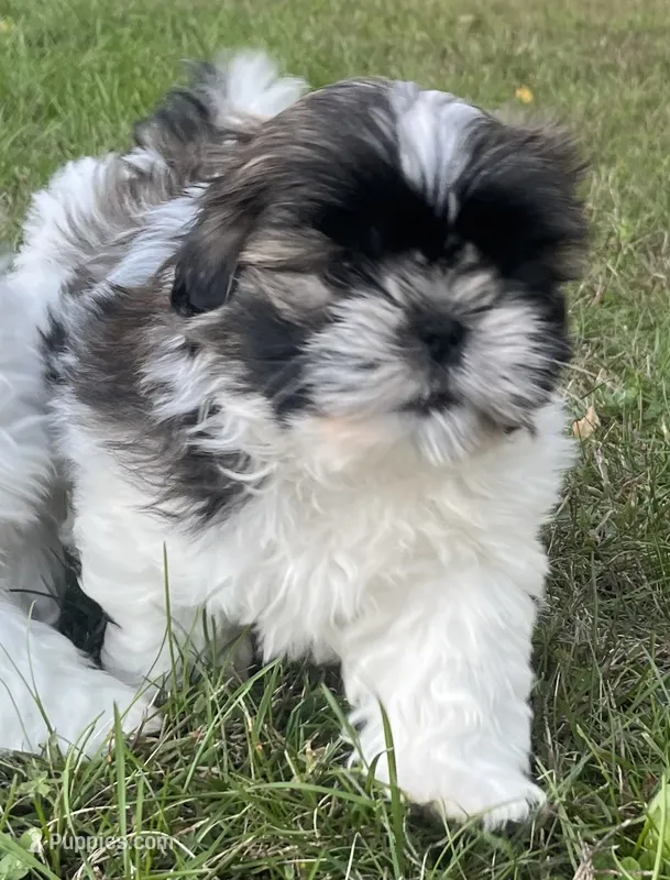 Dottie – Shih Tzu puppy for sale in Granger, IN