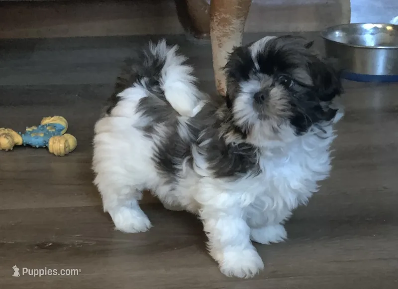 Dottie – Shih Tzu puppy for sale in Granger, IN