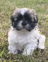 Grogu, a male Shih Tzu for sale in Granger, IN – 2 of 4