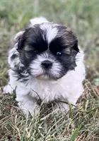 DOTTIE, a female Shih Tzu for sale in Granger, IN – 2 of 4