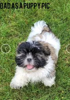 RASCAL, a male Shih Tzu for sale in Granger, IN – 3 of 4