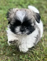 RASCAL, a male Shih Tzu for sale in Granger, IN – 1 of 4