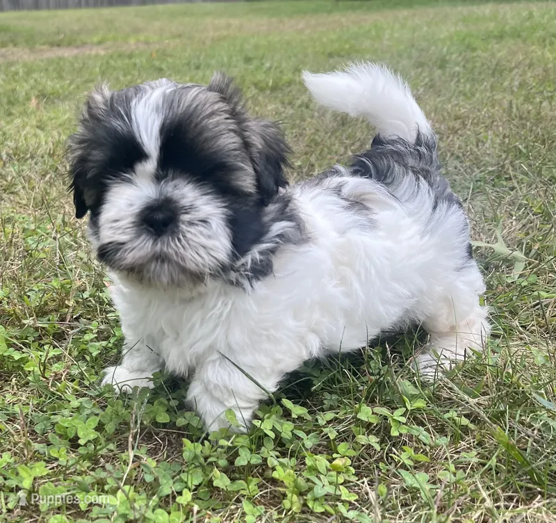 HAPPY JACK – Shih Tzu puppy for sale in Granger, IN